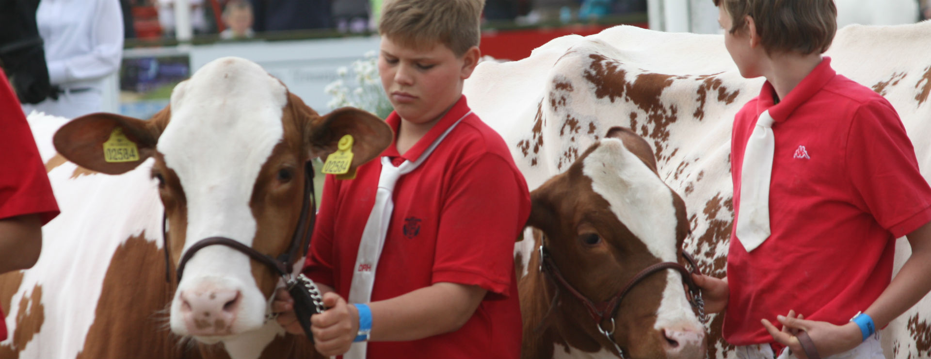 Ny konkurrence for unge med interesse for kvæg og dyrskue